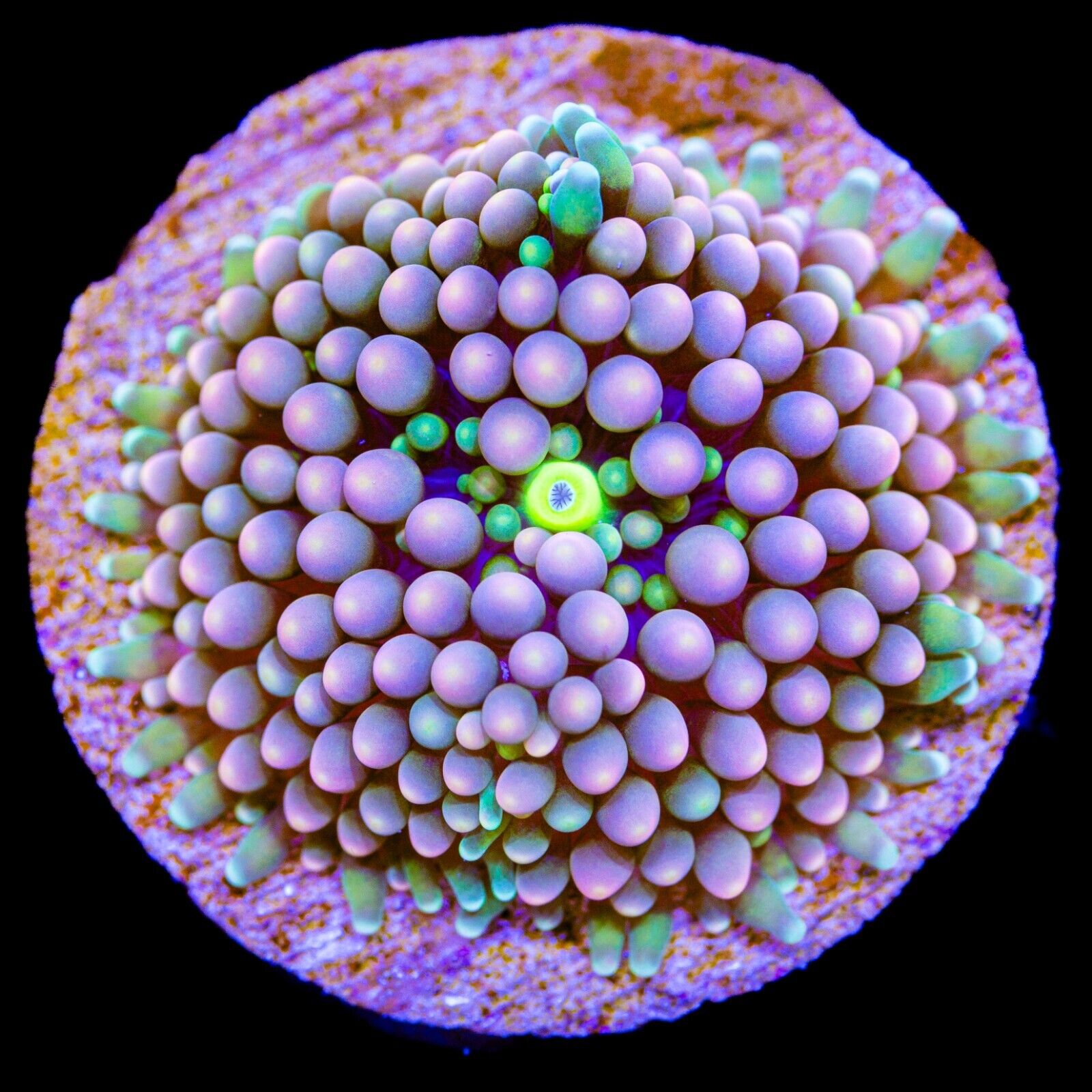 Pink-Purple Ricordea Florida Mushroom - WYSIWYG Live Corals - Legendary Corals