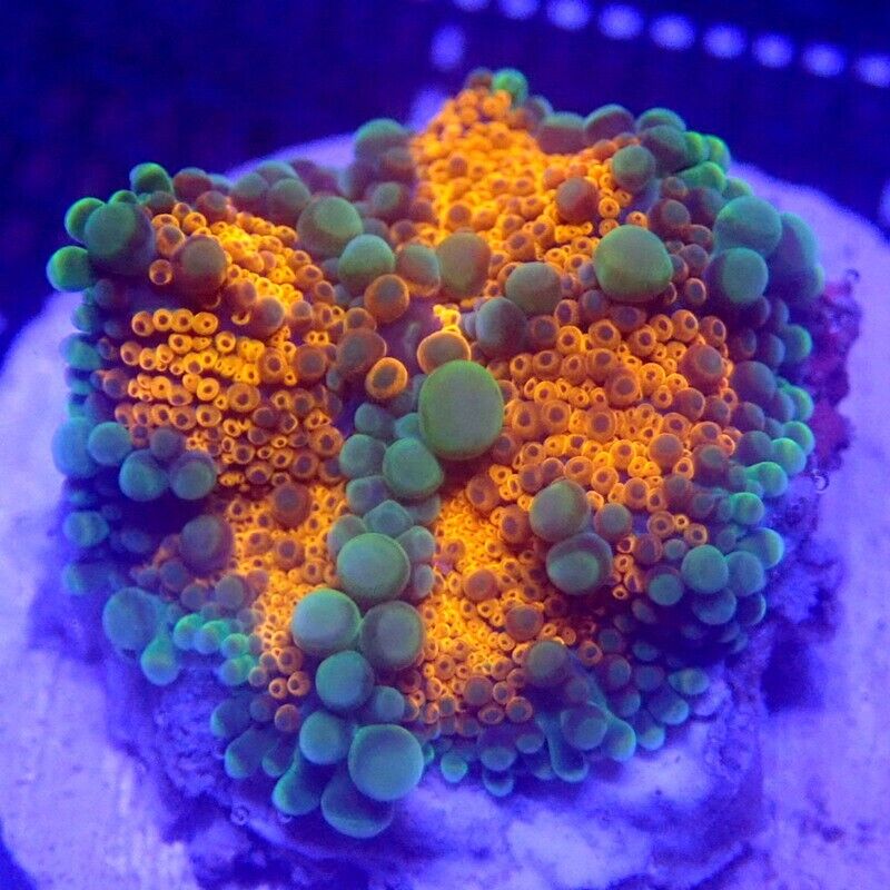 ULTRA Bubble Ricordea Yuma Mushroom Coral WYSIWYG IC 3109 - Indigo Corals