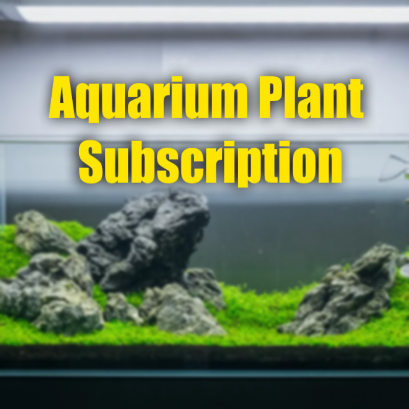$1000 Aquarium Plant Subscription Service3X Freshly picked plants grown organic