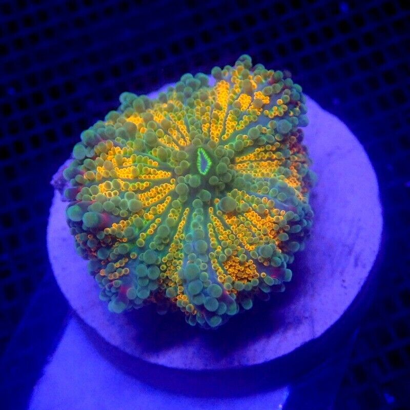 Ultra Orange Yuma Mushroom Coral WYSIWYG IC 3404 - Indigo Corals - Ricordea