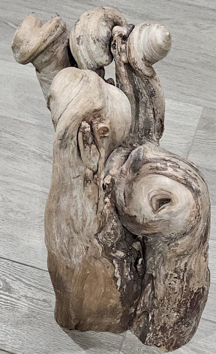 Large Driftwood Stump. 22x9 24lbs Beautiful piece