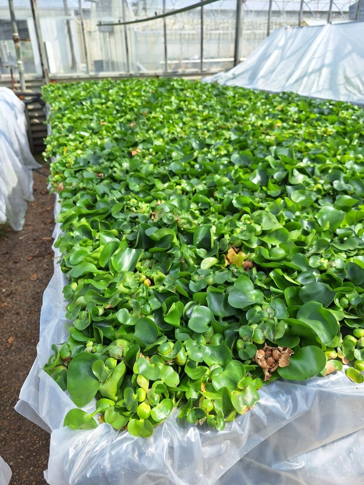 500 WATER HYACINTH FOR FISH PONDS