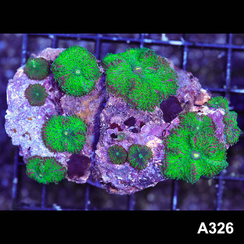 Item#A326RW3326(M) WYSIWYG Indo Ultra Unique Ricordea Yuma Mushroom Colony