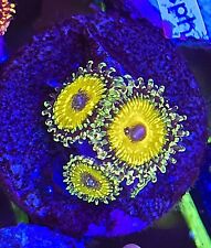 GodBeast Zoa -  3 polyps ZOANTHID- WYSIWYG RARE LIVE CORAL Frag - SOFT CORAL picture