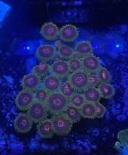 WYSIWYG Predator Zoanthid Grow Out Colony 30+ Polyps Live Coral Frag picture