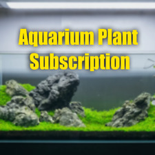 $1000 Aquarium Plant Subscription Service3X Freshly picked plants grown organic picture