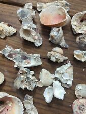 36 pc. Oyster  Scallop Barnacle Welk Cluster Shell Aquarium Decoration Nautical picture