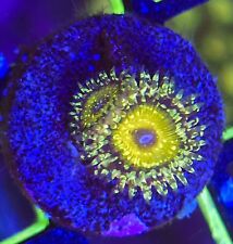 GodBeast Zoa -  2 polyps ZOANTHID- WYSIWYG RARE LIVE CORAL Frag - SOFT CORAL picture