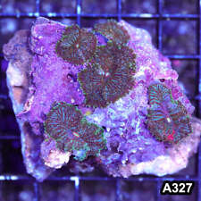 Item#A327RW3327(M) WYSIWYG Indo Ultra Unique Ricordea Yuma Mushroom Colony picture