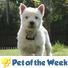 West Highland White Terrier Dog