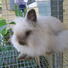 Other Purebred Rabbit