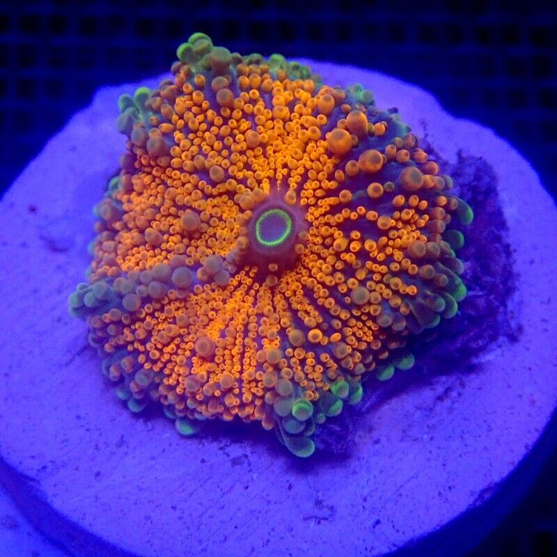 Orange Ricordea Yuma Mushroom Coral WYSIWYG IC 3414 - Indigo Corals