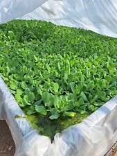 500 FLOATING WATER LETTUCE picture