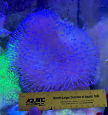 Long Polyp Toadstool, 5-6 inch Large Live Leather Soft Coral Marine Reef WYSIWYG picture