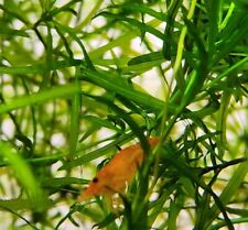 Yellow Orange Shrimp Freshwater Neocaradina Species - Pack of 12 picture