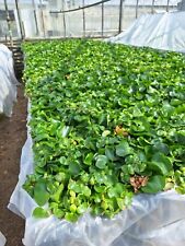 500 WATER HYACINTH FOR FISH PONDS picture